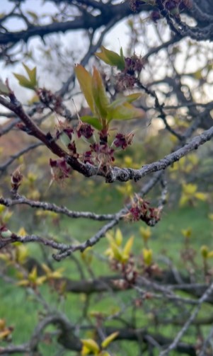 Vinča i Ritopek stradali od mraza, Zaklopača mirna