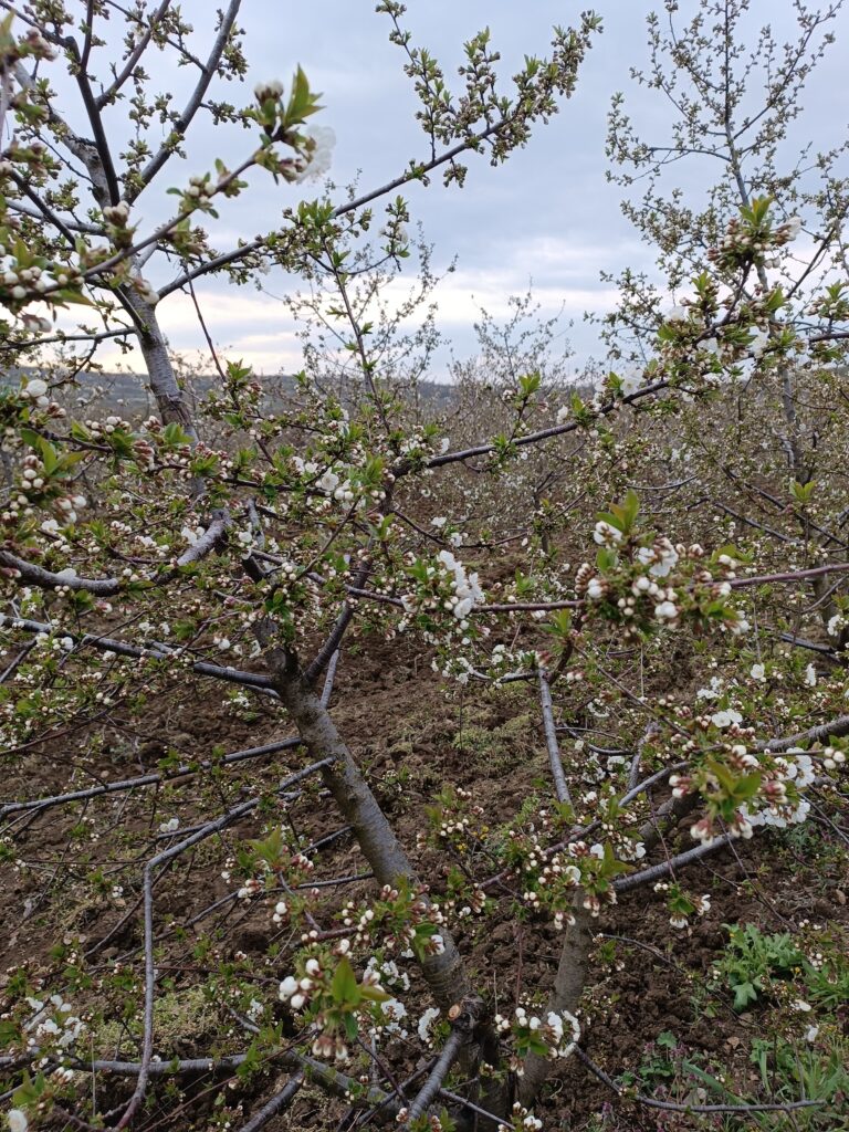 Cveta višnja u regionu Knjaževca – vreme je za zaštitu od monilije