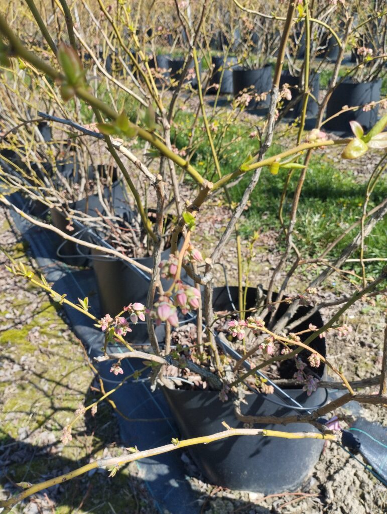 Borovnica na početku cvetanja - sprovesti zaštitu od prouzrokovača bolesti