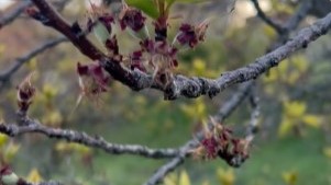 Vinča i Ritopek stradali od mraza, Zaklopača mirna