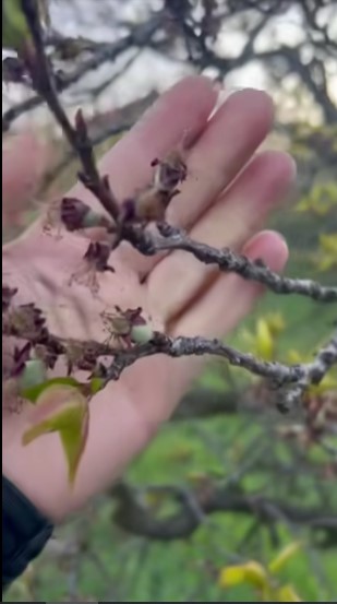 Vinča i Ritopek stradali od mraza, Zaklopača mirna