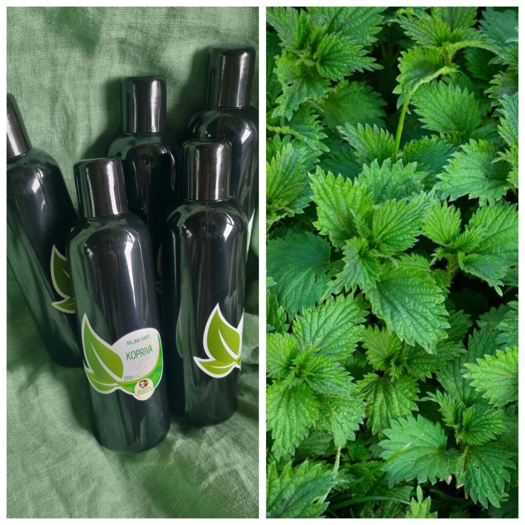 Ožari te, pa izleči – moć koprive