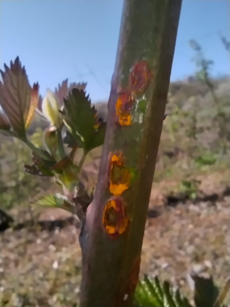 U zasadima kupina vreme za fungicidni tretman od bolesti!