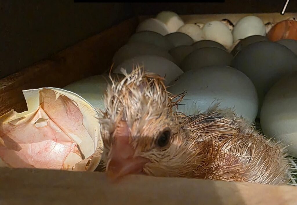 Početak čuda – novi život na farmi prepelica Draganić