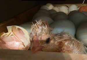 Početak čuda – novi život na farmi prepelica Draganić