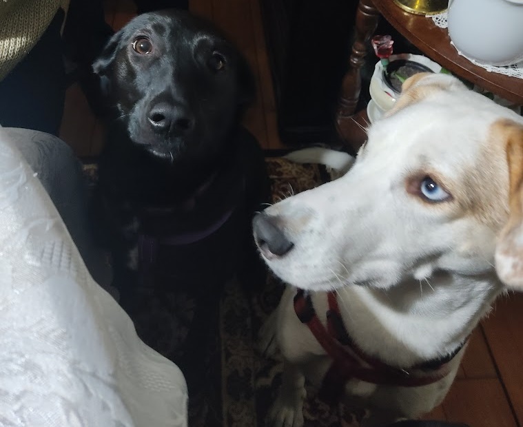 Nacionalna izložba pasa svih rasa u nedelju u Kikindi: MEŠANCI PRVI PUT NA PISTI