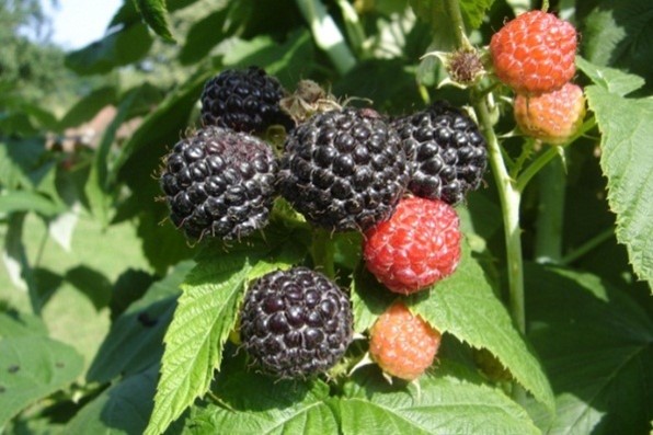 Crne, žute, ljubičaste maline: zašto nisu popularne kao crvene