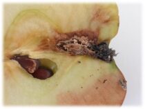 Stare sorte – nova šansa