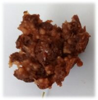 Stare sorte – nova šansa