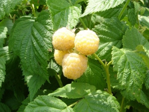 Crne, žute, ljubičaste maline: zašto nisu popularne kao crvene