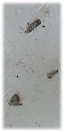 Stare sorte – nova šansa