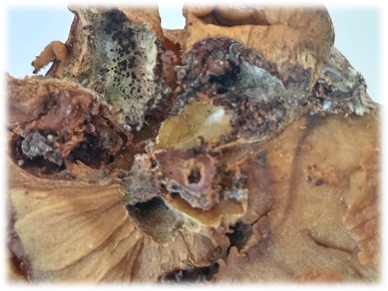 Stare sorte – nova šansa