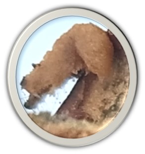 Stare sorte – nova šansa