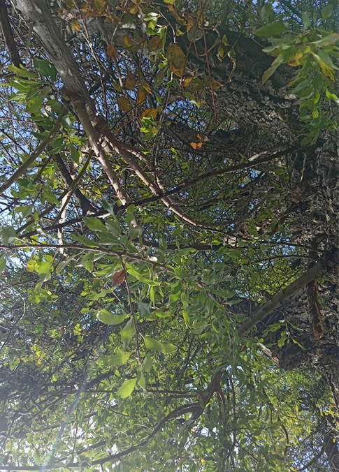 Stare sorte – nova šansa