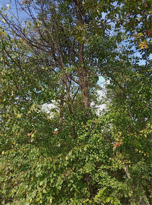 Stare sorte – nova šansa