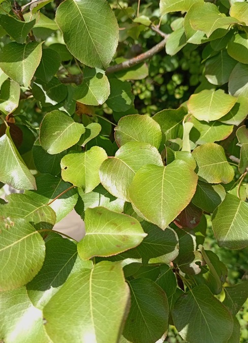 Stare sorte – nova šansa