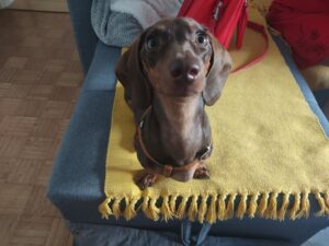 Lakše ćemo s kućnim ljubimcima u Evropsku uniju