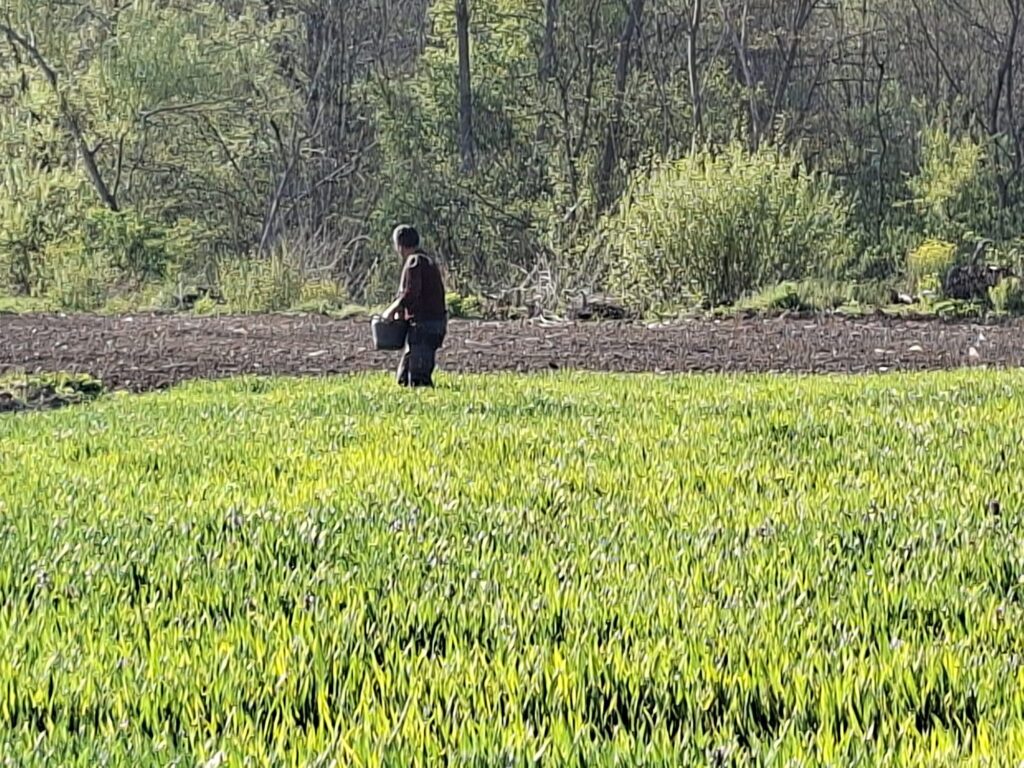 Ručnom đubrenju premca nema – selo Pričević