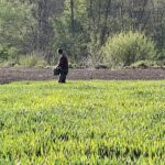 Ručnom đubrenju premca nema – selo Pričević