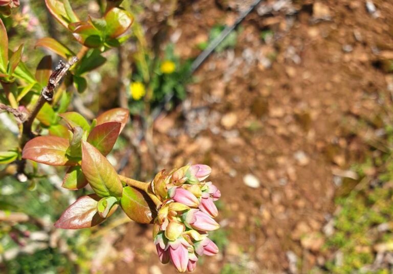 Borovnica na početku cvetanja - sprovesti zaštitu od prouzrokovača bolesti