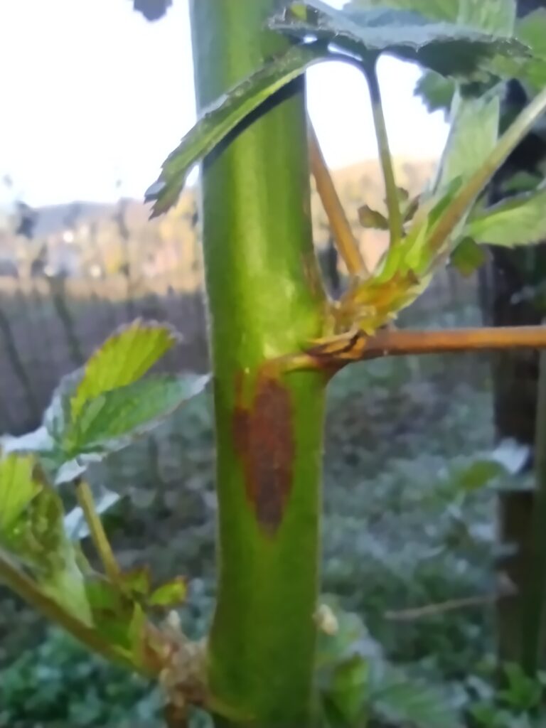 U zasadima kupina vreme za fungicidni tretman od bolesti!