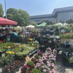 Cvetna pijaca u Novom Sadu: Dva dana kada grad procveta i miriše na proleće