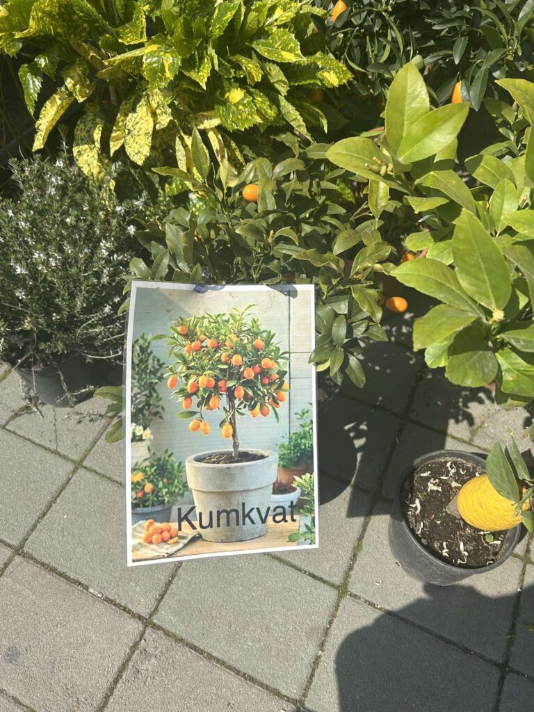 Cvetna pijaca u Novom Sadu: Dva dana kada grad procveta i miriše na proleće