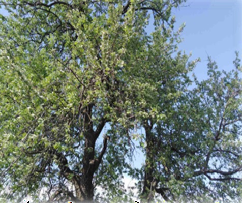 Stare sorte – nova šansa