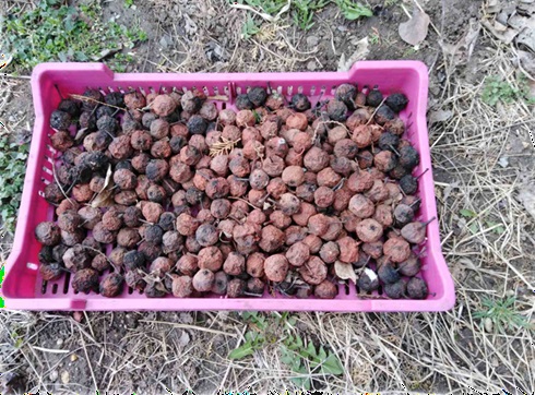 Stare sorte – nova šansa