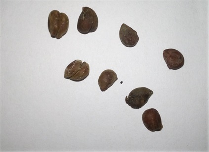 Stare sorte – nova šansa