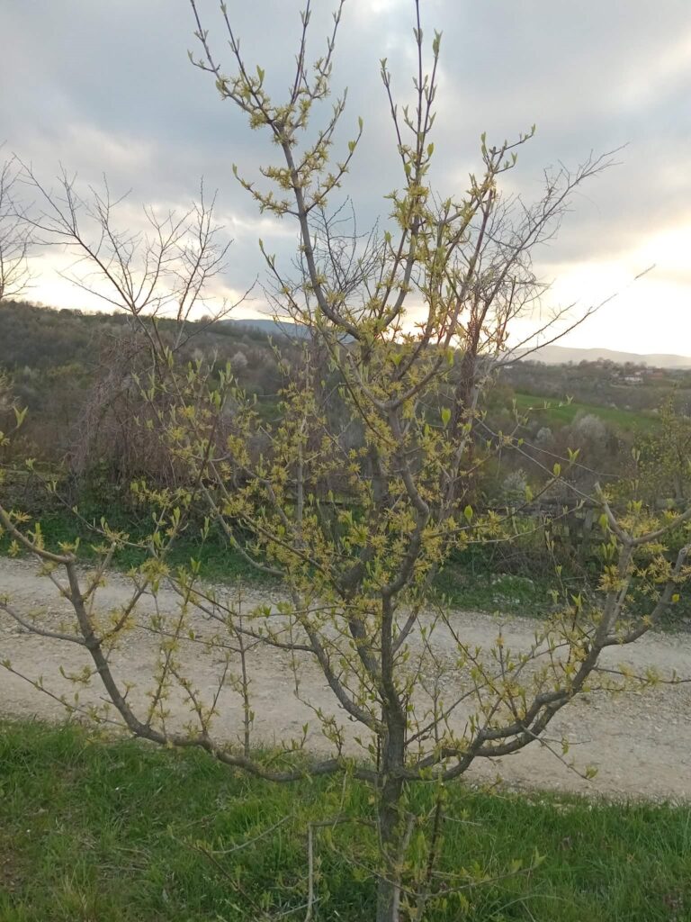 "Zdrav ko dren" - tajna snage iz prirode