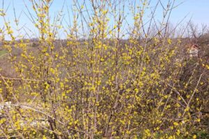 “Zdrav ko dren” – tajna snage iz prirode