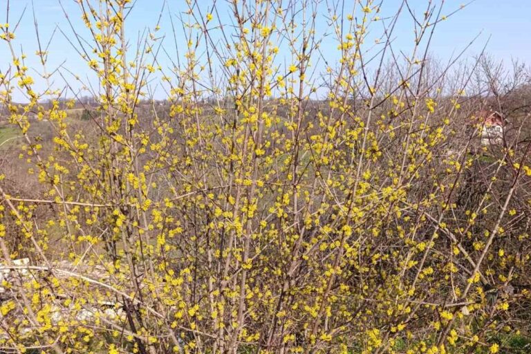 "Zdrav ko dren" - tajna snage iz prirode