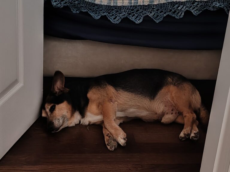 Floki ima 16 godina i još uvek trči: kako izgleda starost psa iznutra