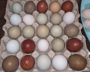 Od čega zavisi boja ljuske jajeta? Nikola Draganić rešava dilemu