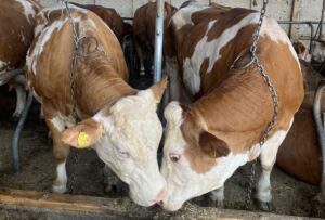 MINISTARSTVO POLjOPRIVREDE NAJAVLJUJE: Za svako priplodno grlo podsticaj do 50 posto