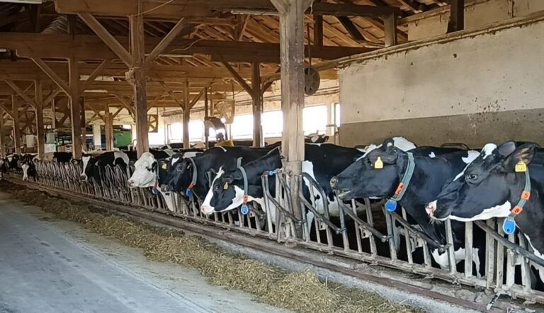 Poziv za podsticaje u stočarstvu do kraja aprila