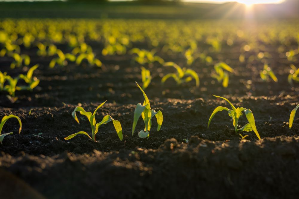 Setva kukuruza u Nišavskom okrugu