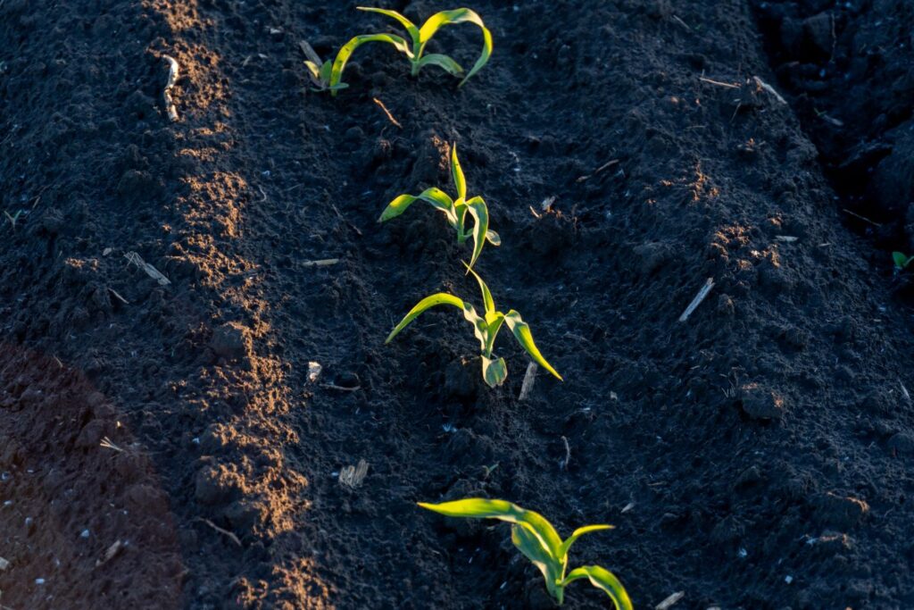 Setva kukuruza u Nišavskom okrugu