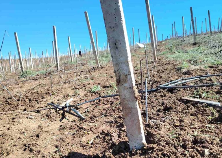 Stub vinograda: zašto pravi izbor odlučuje rod i dugovečnost čokota