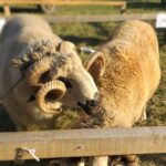 Raspisan Javni poziv za kvalitetna priplodna grla za 2026: PODSTICAJI ZA OVCE I KOZE 10.000 PO GRLU