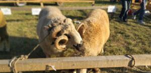 Raspisan Javni poziv za kvalitetna priplodna grla za 2026: PODSTICAJI ZA OVCE I KOZE 10.000 PO GRLU