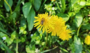 Kiša i zahlađenje otežali start pčelarske godine