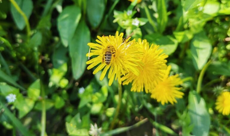 Kiša i zahlađenje otežali start pčelarske godine