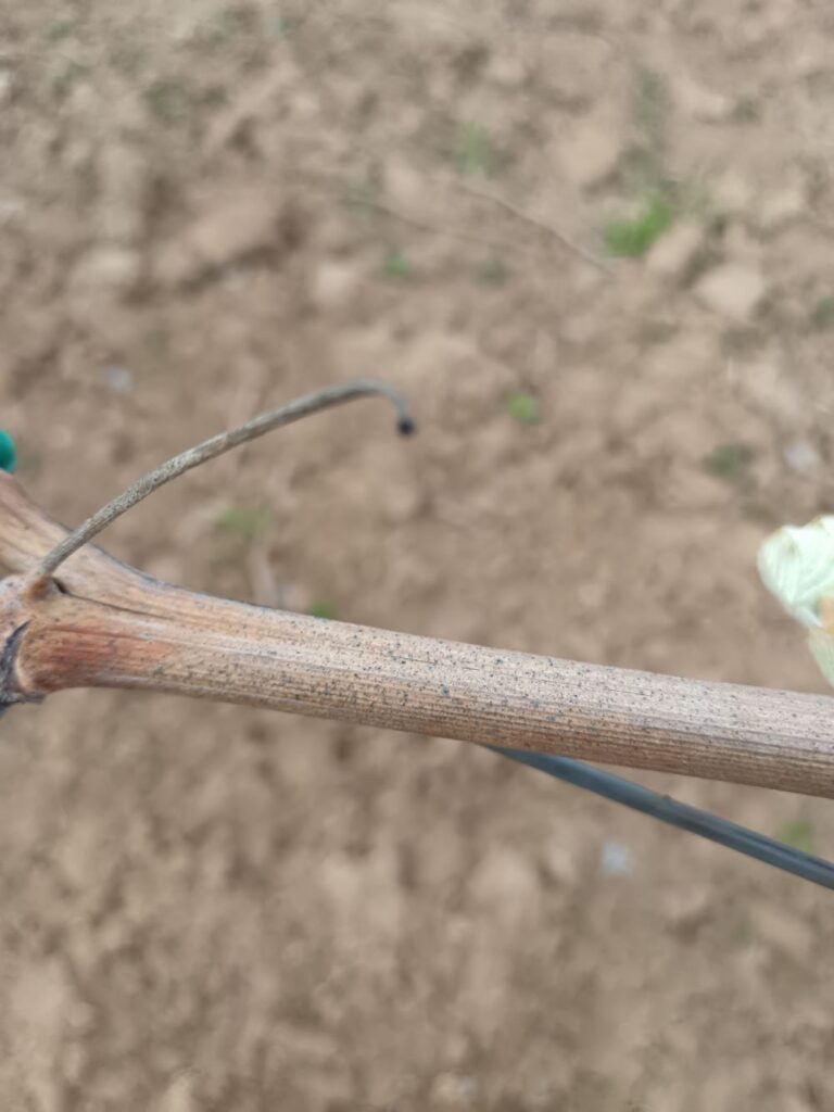 Najavljena kiša - sprovesti zaštitu fungicidima u vinogradima