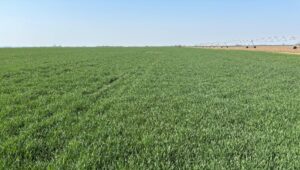 Vreme za prvi fungicidni tretman pšenice u vlatanju