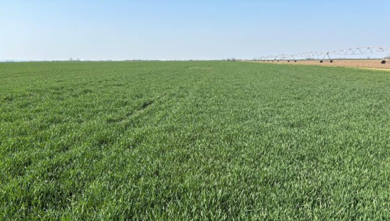 Vreme za prvi fungicidni tretman pšenice u vlatanju