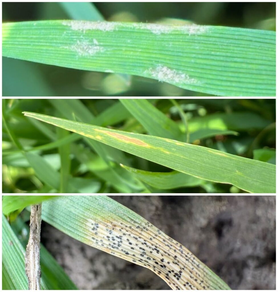 Vreme za prvi fungicidni tretman pšenice u vlatanju