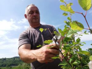 Radeko Šutuljić – omijeni orezivač Mioničkog kraja