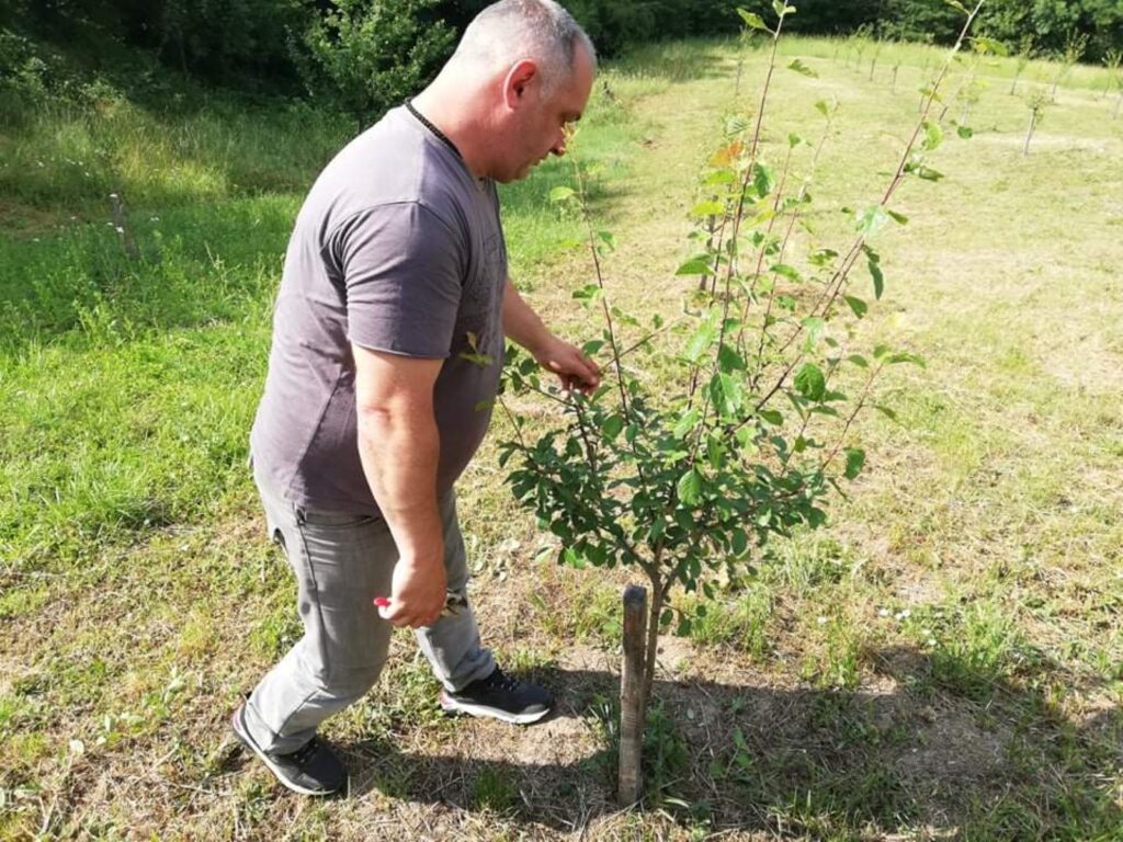 Radeko Šutuljić - omijeni orezivač Mioničkog kraja